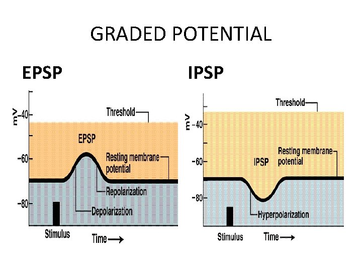 GRADED POTENTIAL EPSP IPSP 