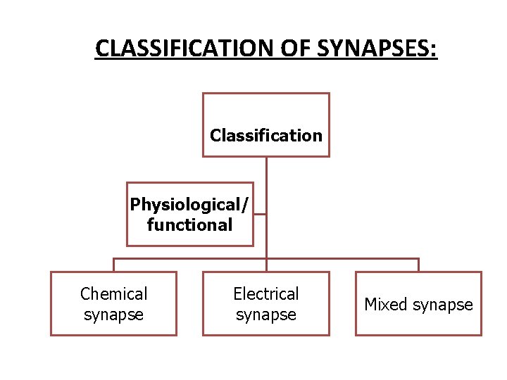 CLASSIFICATION OF SYNAPSES: Classification Physiological/ functional Chemical synapse Electrical synapse Mixed synapse 