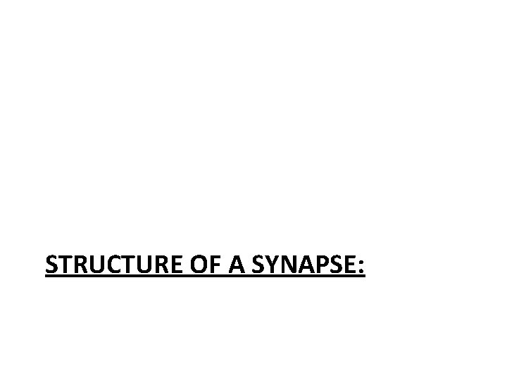 STRUCTURE OF A SYNAPSE: 