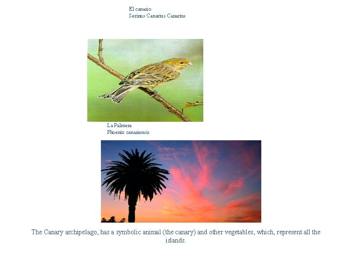 El canario Serinus Canarius La Palmera Phoenix canariensis The Canary archipelago, has a symbolic