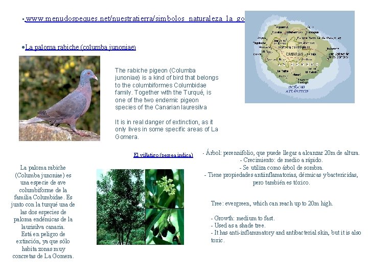  • www. menudospeques. net/nuestratierra/simbolos_naturaleza_la_gomera. php : La paloma rabiche (columba junoniae) The rabiche