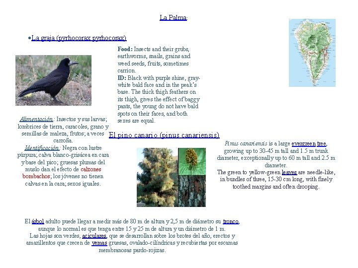 La Palma: La graja (pyrhocorax) Food: Insects and their grubs, earthworms, snails, grains and