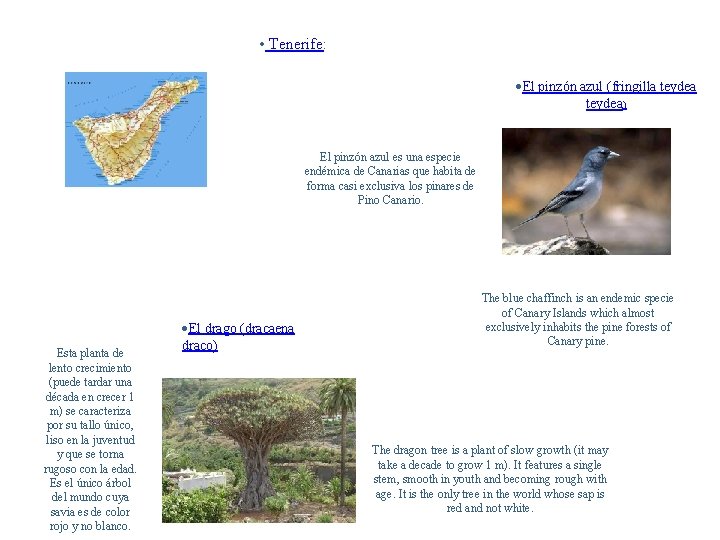  • Tenerife: El pinzón azul (fringilla teydea) El pinzón azul es una especie