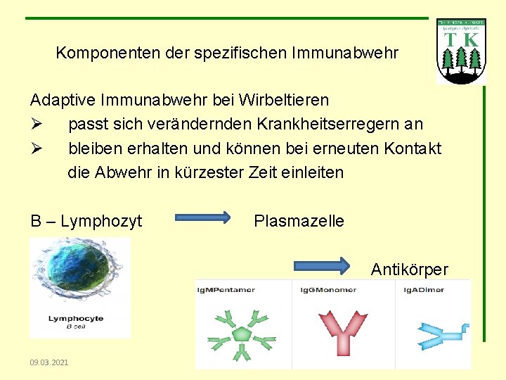 Komponenten der spezifischen Immunabwehr Adaptive Immunabwehr bei Wirbeltieren Ø passt sich verändernden Krankheitserregern an