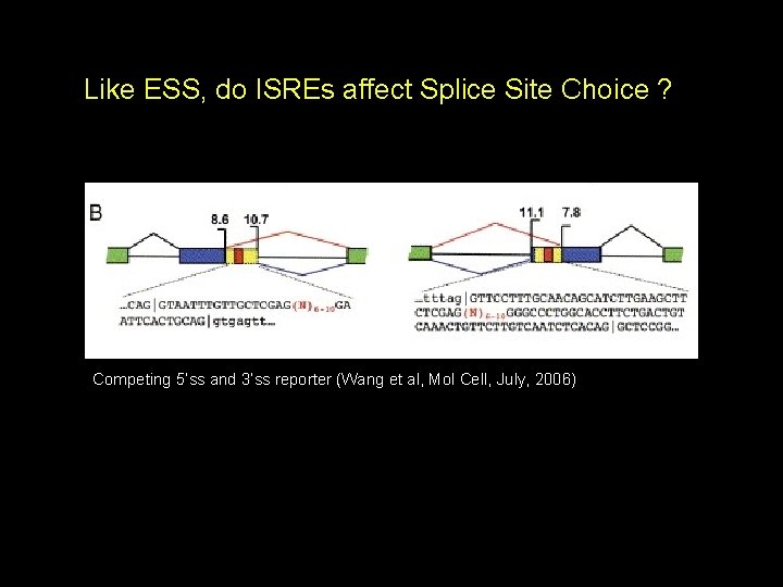 Like ESS, do ISREs affect Splice Site Choice ? Competing 5’ss and 3’ss reporter