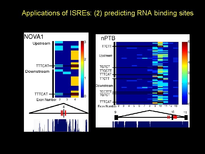 Applications of ISREs: (2) predicting RNA binding sites 