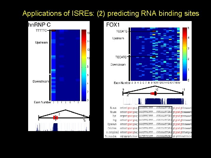 Applications of ISREs: (2) predicting RNA binding sites 