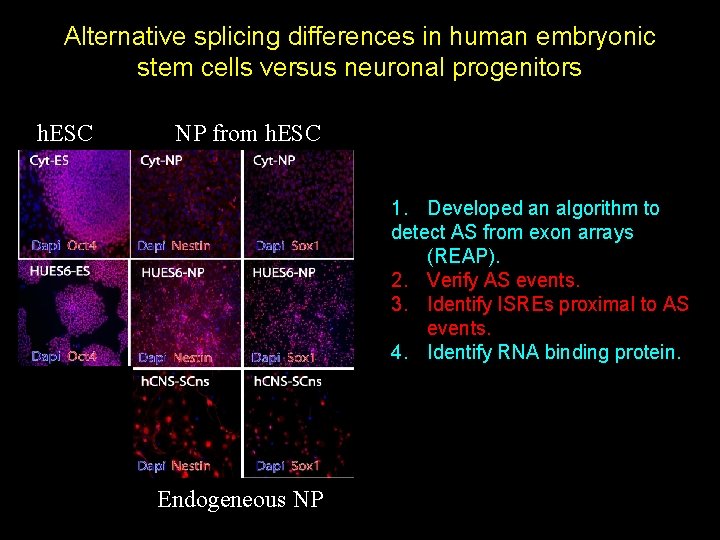 Alternative splicing differences in human embryonic stem cells versus neuronal progenitors h. ESC NP