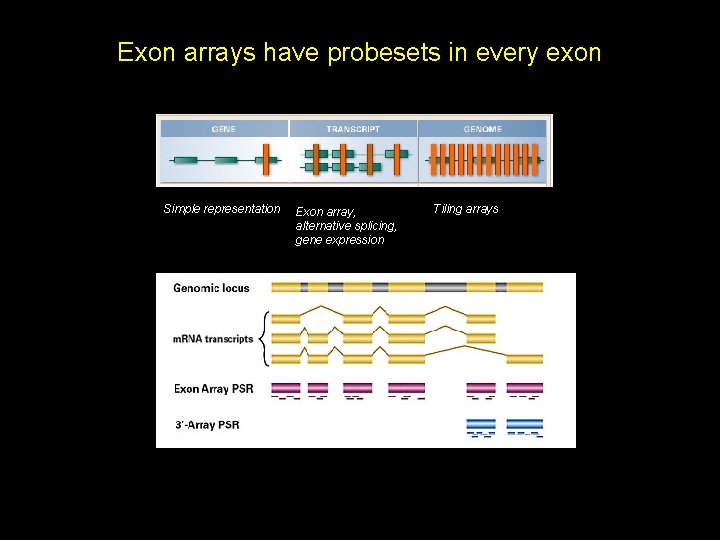Exon arrays have probesets in every exon Simple representation Exon array, alternative splicing, gene