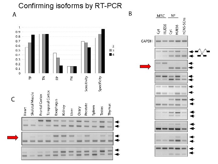 Confirming isoforms by RT-PCR 