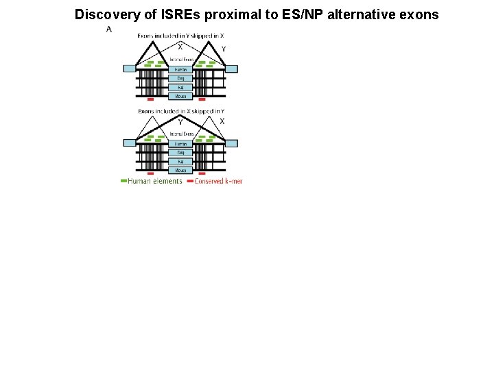 Discovery of ISREs proximal to ES/NP alternative exons 