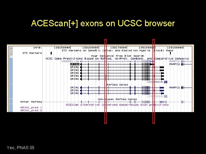 ACEScan[+] exons on UCSC browser Yeo, PNAS 05 