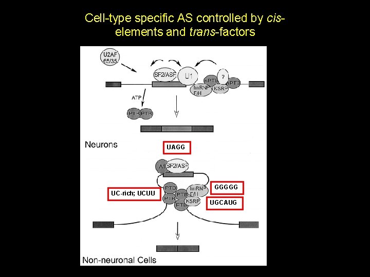 Cell-type specific AS controlled by ciselements and trans-factors UAGG UC-rich; UCUU GGGGG UGCAUG 