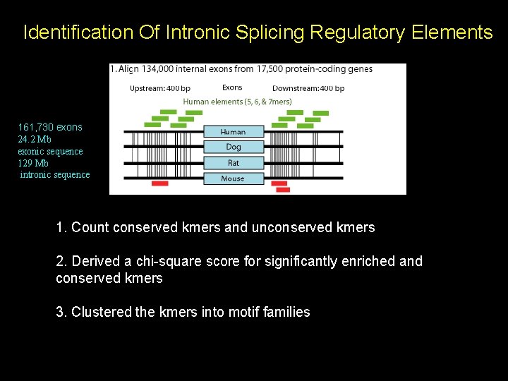 Identification Of Intronic Splicing Regulatory Elements 161, 730 exons 24. 2 Mb exonic sequence