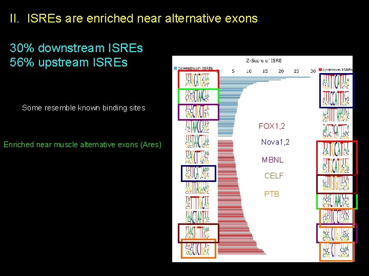 II. ISREs are enriched near alternative exons 30% downstream ISREs 56% upstream ISREs Some