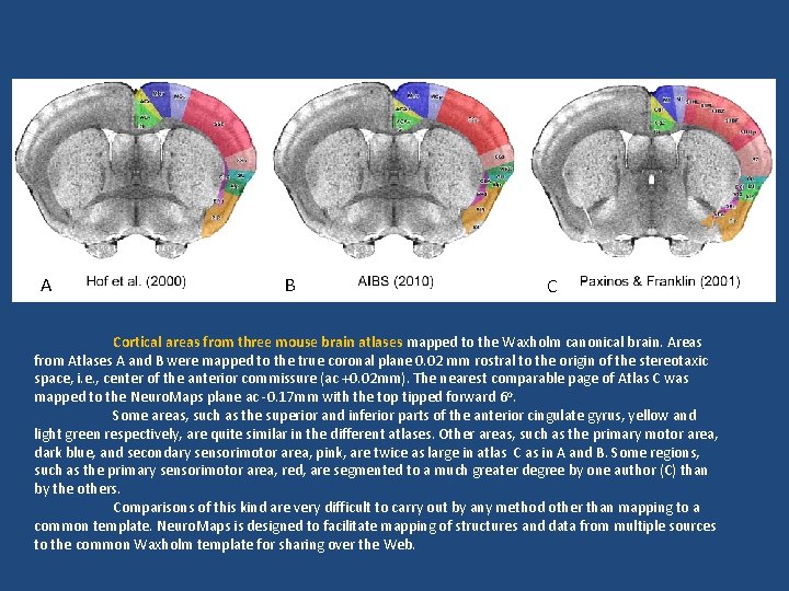A B C Cortical areas from three mouse brain atlases mapped to the Waxholm