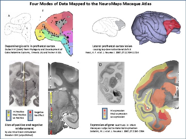 Four Modes of Data Mapped to the Neuro. Maps Macaque Atlas Dopaminergic cells in
