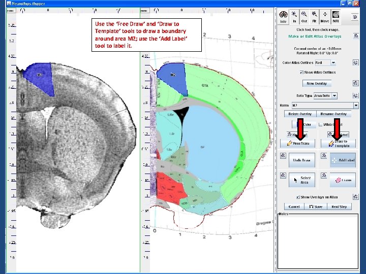 Use the ‘Free Draw’ and ‘Draw to Template’ tools to draw a boundary around