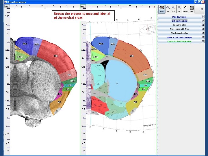 Repeat the process to map and label all of the cortical areas. 