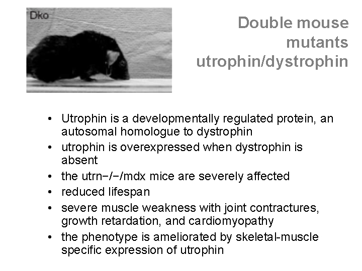 Double mouse mutants utrophin/dystrophin • Utrophin is a developmentally regulated protein, an autosomal homologue