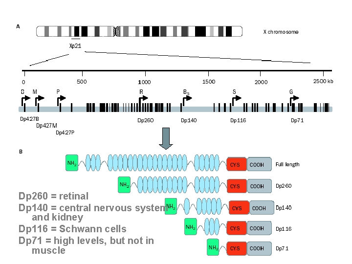 Dp 260 = retinal Dp 140 = central nervous system and kidney Dp 116