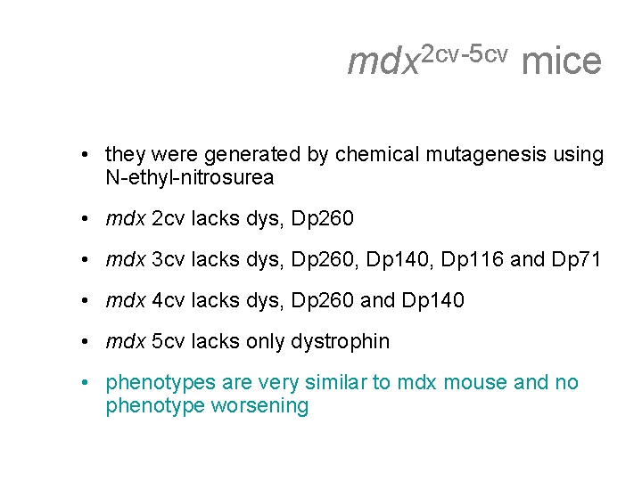 mdx 2 cv-5 cv mice • they were generated by chemical mutagenesis using N-ethyl-nitrosurea