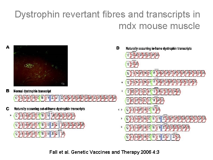 Dystrophin revertant fibres and transcripts in mdx mouse muscle Fall et al. Genetic Vaccines
