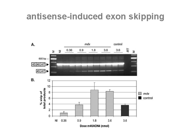 antisense-induced exon skipping 