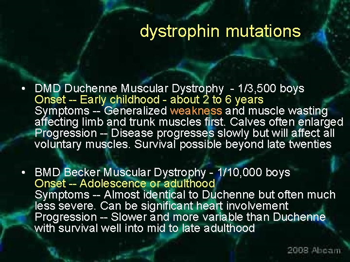 dystrophin mutations • DMD Duchenne Muscular Dystrophy - 1/3, 500 boys Onset -- Early