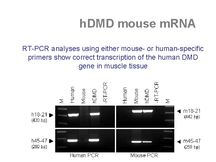 h. DMD mouse m. RNA RT-PCR analyses using either mouse- or human-specific primers show
