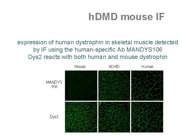 h. DMD mouse IF expression of human dystrophin in skeletal muscle detected by IF