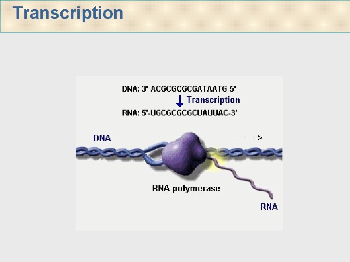 Transcription 