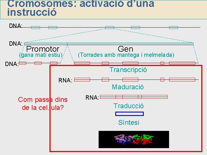 Cromosomes: activació d’una instrucció DNA: Promotor (gana matí estiu) Gen (Torrades amb mantega i