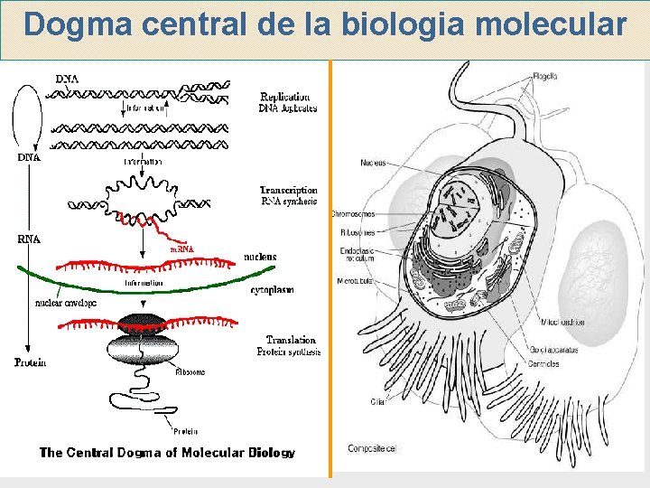 Dogma central de la biologia molecular 