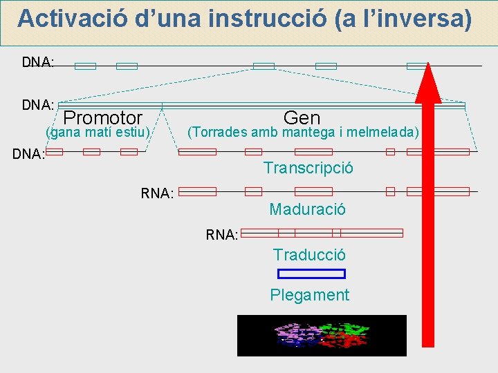 Activació d’una instrucció (a l’inversa) DNA: Promotor (gana matí estiu) Gen (Torrades amb mantega