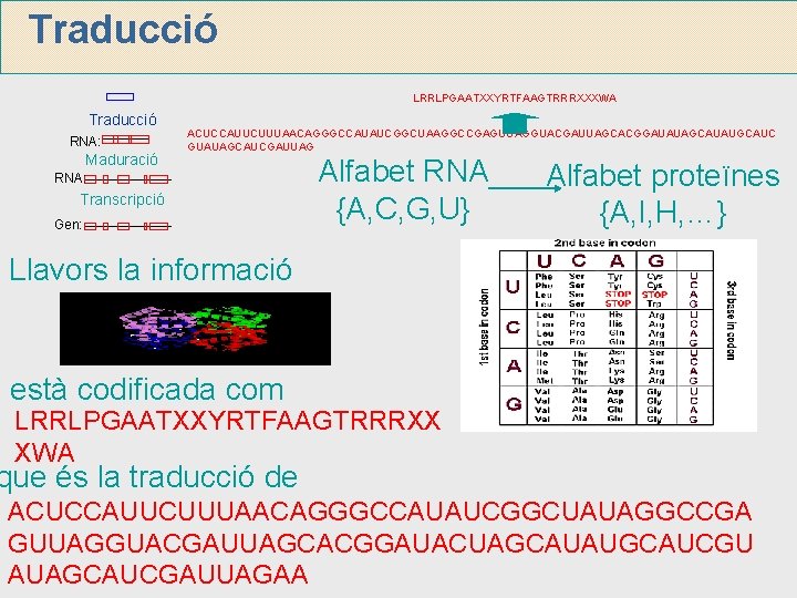 Traducció LRRLPGAATXXYRTFAAGTRRRXXXWA Traducció RNA: Maduració ACUCCAUUCUUUAACAGGGCCAUAUCGGCUAAGGCCGAGUUAGGUACGAUUAGCACGGAUAUAGCAUAUGCAUC GUAUAGCAUCGAUUAG RNA: Transcripció Gen: Alfabet RNA {A, C,