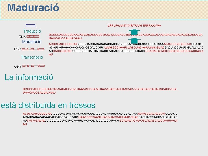 Maduració LRRLPGAATXXYRTFAAGTRRRXXXWA Traducció RNA: Maduració RNA: Transcripció UCUCCAUUCUUUAACAGGAUAUCGGCUAAGGCCGAGUUAGGUACGAUUAGCACGGAUAUAGCAUAUGCAUCGUA UAGCAUCGAUUAGAAU ACUCCAUUCUUUAAACCGUACUACACUACUGAUCGACGAUUACGACGACGAAAGGGCCAUAUCGGCUAACU ACAUCAUAGACAACAUCACGGAUCGUCUAAGGCCGAGUUAGGUACGAUUAACGUACGACUACCUAUCGUAUAUAC AUCACGGAUAUAACCUAUCUACUACGAUUAACACGAUCUAUCGUACGGCAUAUGCAUCGUAUAGCAUCGAUUAGA AU Gen: