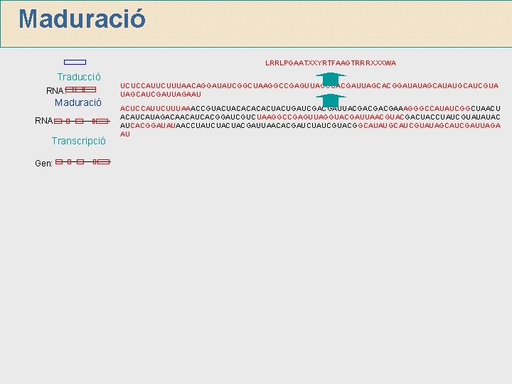 Maduració LRRLPGAATXXYRTFAAGTRRRXXXWA Traducció RNA: Maduració RNA: Transcripció Gen: UCUCCAUUCUUUAACAGGAUAUCGGCUAAGGCCGAGUUAGGUACGAUUAGCACGGAUAUAGCAUAUGCAUCGUA UAGCAUCGAUUAGAAU ACUCCAUUCUUUAAACCGUACUACACUACUGAUCGACGAUUACGACGACGAAAGGGCCAUAUCGGCUAACU ACAUCAUAGACAACAUCACGGAUCGUCUAAGGCCGAGUUAGGUACGAUUAACGUACGACUACCUAUCGUAUAUAC AUCACGGAUAUAACCUAUCUACUACGAUUAACACGAUCUAUCGUACGGCAUAUGCAUCGUAUAGCAUCGAUUAGA AU