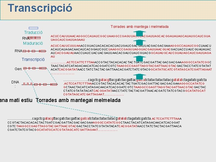 Transcripció Torrades amb mantega i melmelada Traducció RNA: Maduració RNA: Transcripció Gen: DNA :