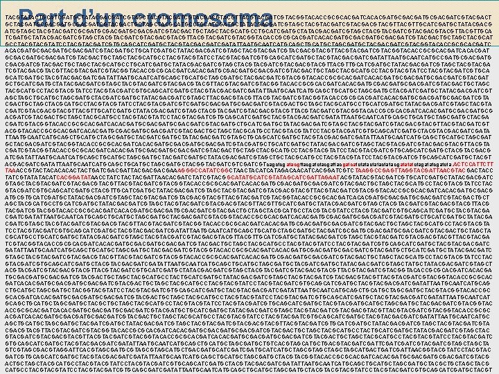 Part d’un cromosoma TACGTATACTGCATCGATGCTATACGACGATCGTAGCTACGATCGTACGACGTTACGATCGTACGGTACACCGCGCACGATCACACGATGCGACGATCGTACGACT GCTACGATGCGACGATCGTACGACTGCTACGCATGCCTGCATCGATGCTATACGACGATCGTAGCTACGATCGTACGACGTTACGTTGCATCGATGCTATACGACG ATCGTAGCTACGATCGCGATGCGACGATCGTACGACTGCTACGCATGCCTGCATCGATGCTATACGACGATCGTAGCTACGATCGTACGACGTTACGTTGCA TCGATGCTATACGACGATCGTAGCTACGATCGTACGACGTTACGATCGTACGGTACACCGCGCACGATCACACGATGCGACGATCGTACGACTGCTACGCAT GCCTACGTATCCTACGATCGTGCAGCATCGATGCTACGACGATATTAATGCAATCATGCAGCTGCATGCTAGCGATGCTACGACGATCGTACGGTACACCGCGCACGATC ACACGATGCGACGATCGTACGATGCTGCATCGATGCTATACGACGATCGTAGCTACGATCGTACGACGTTACGATCGTACGGTACACCGCGCACGATCACACGAT GCGACGATCGTACGACTGCTACGCATGCCTACGTATCCTACGATCGTGCAGCATCGATGCTACGACGATATTAATGCAATCATGCCGATGCGACGATG CGACGATCGTACGACTGCTACGCATGCCTGCATCGATGCTATACGACGATCGTAGCTACGATCGTACGACGTTACGTTGCATCGATGCTATACGACGATCGTAGCTACGA TCGTACGACGTTACGATCGTACGGTACACCGCGCACGATCACACGATGCGACGATCGTACGACTGCTACGCATGCCTACGTATCCTACGATCGTGCA GCATCGATGCTACGACGATATTAATGCAATCATGCAGCTGCATGCTAGCGATGCTACGACGATCGTACGGTACACCGCGCACGATCACACGATGCGACGATCGTACGAT GCTGCATCGATGCTATACGACGATCGTAGCTACGATCGTACGACGTTACGATCGTACGGTACACCGCGCACGATCACACGATGCGACGATCGTACGACTGCTAGC