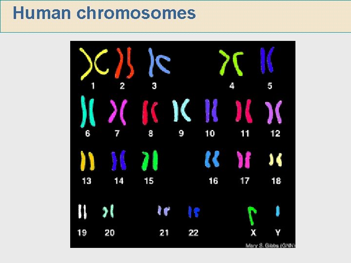 Human chromosomes 