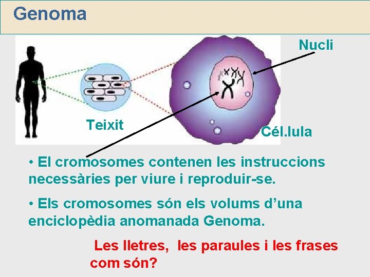 Genoma Nucli Teixit Cél. lula • El cromosomes contenen les instruccions necessàries per viure