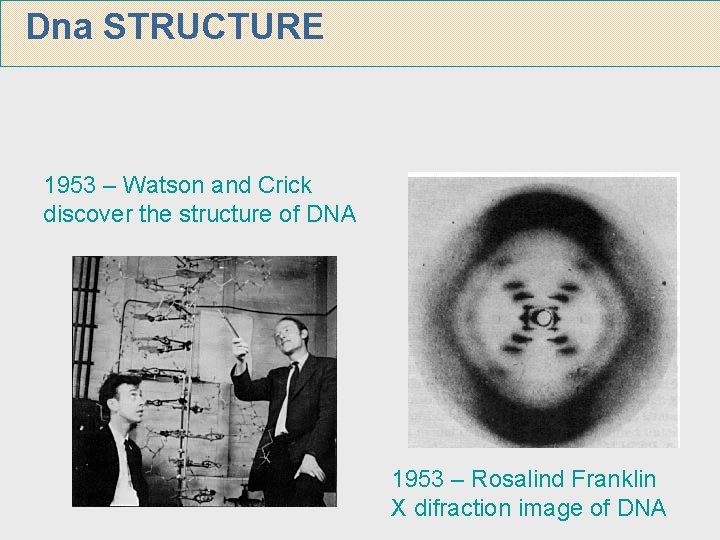 Dna STRUCTURE 1953 – Watson and Crick discover the structure of DNA 1953 –