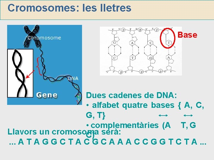 Cromosomes: les lletres Base Dues cadenes de DNA: • alfabet quatre bases { A,