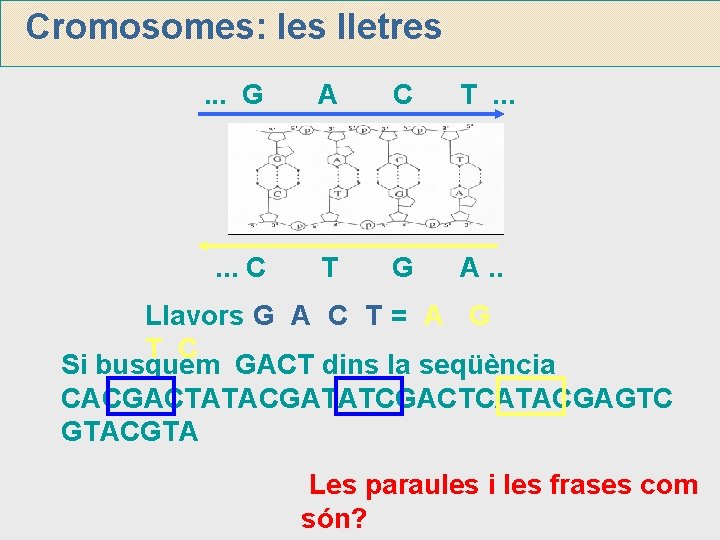 Cromosomes: les lletres. . . G A C T. . . C T G