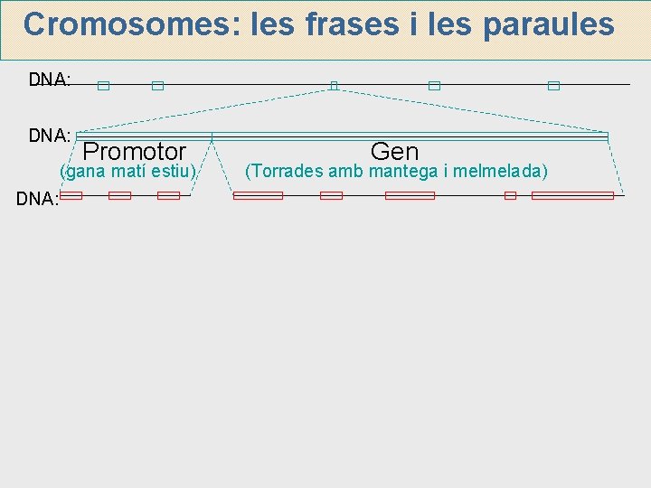 Cromosomes: les frases i les paraules DNA: Promotor (gana matí estiu) DNA: Gen (Torrades