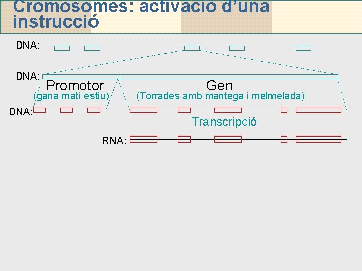 Cromosomes: activació d’una instrucció DNA: Promotor (gana matí estiu) DNA: Gen (Torrades amb mantega