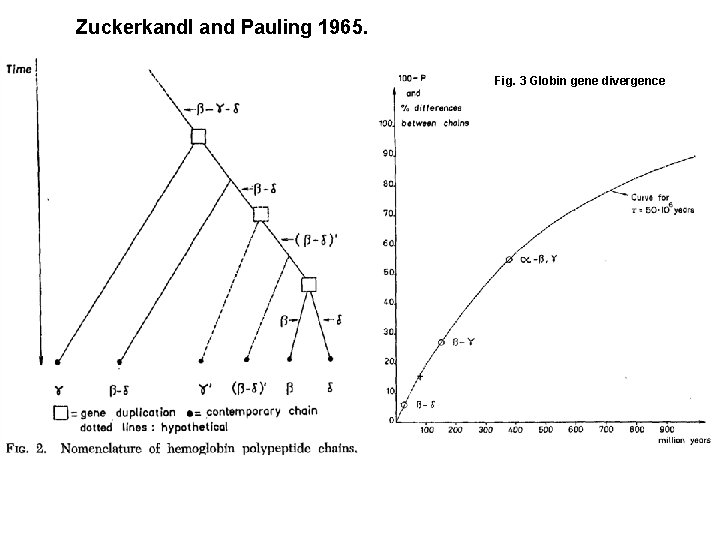 Zuckerkandl and Pauling 1965. Fig. 3 Globin gene divergence 
