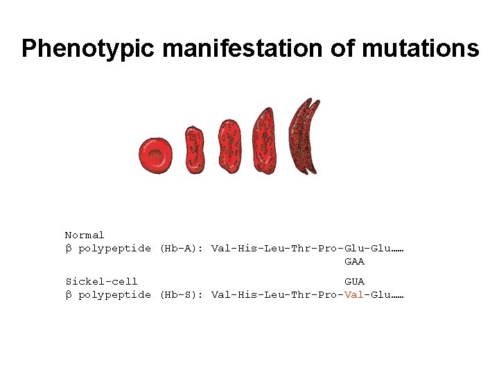 Phenotypic manifestation of mutations Normal polypeptide (Hb-A): Val-His-Leu-Thr-Pro-Glu…… GAA Sickel-cell GUA polypeptide (Hb-S): Val-His-Leu-Thr-Pro-Val-Glu……