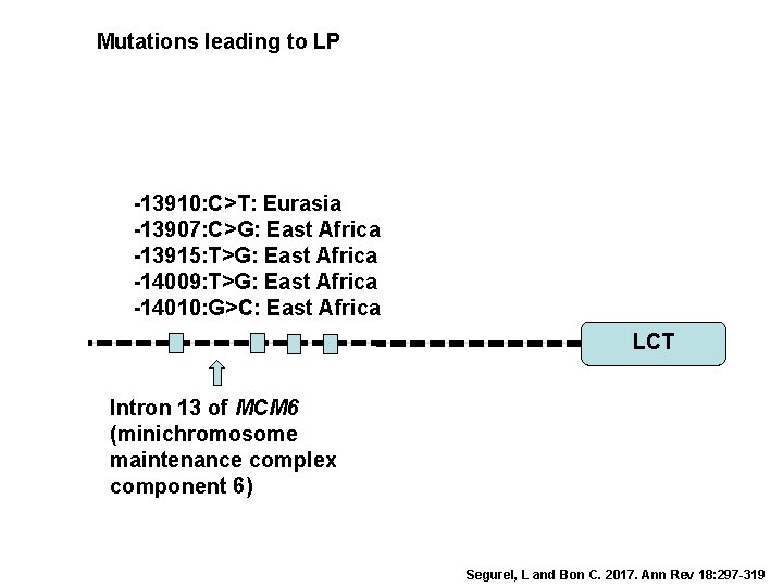 Mutations leading to LP -13910: C>T: Eurasia -13907: C>G: East Africa -13915: T>G: East